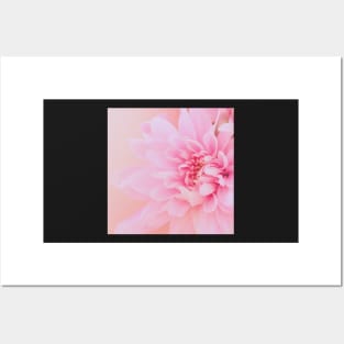 Calm Delicate Pink Flower Posters and Art